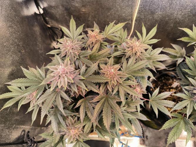 Colorado Nightshifter #11. Week 11