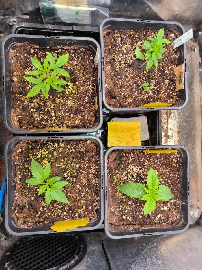 3 schöne strains. Week 1