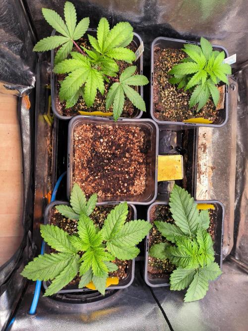 3 schöne strains. Week 2