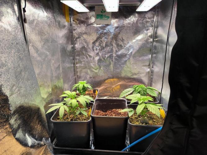 3 schöne strains. Week 2
