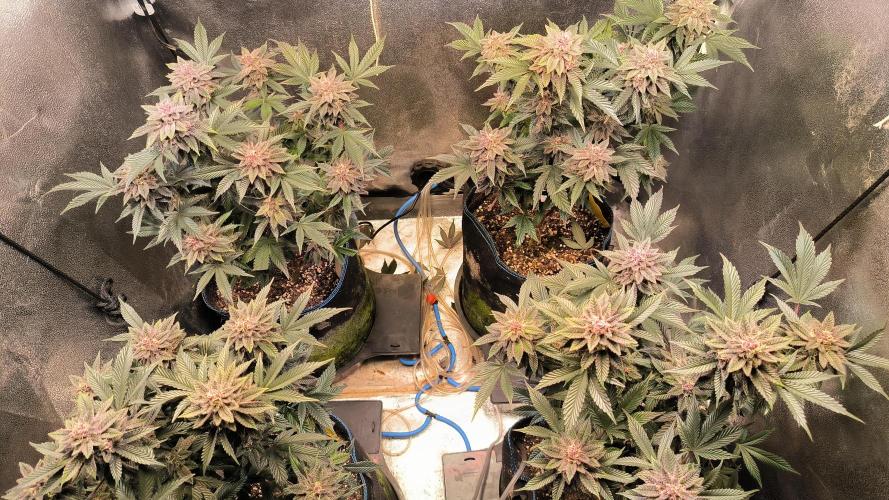 Colorado Nightshifter #11. Week 12