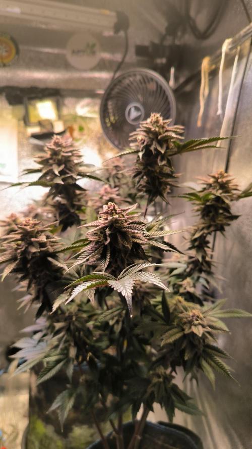 Colorado Nightshifter #11. Week 12