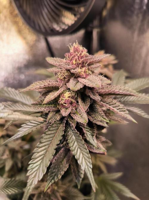 Colorado Nightshifter #11. Week 12