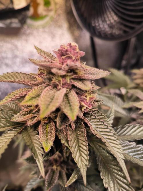 Colorado Nightshifter #11. Week 12