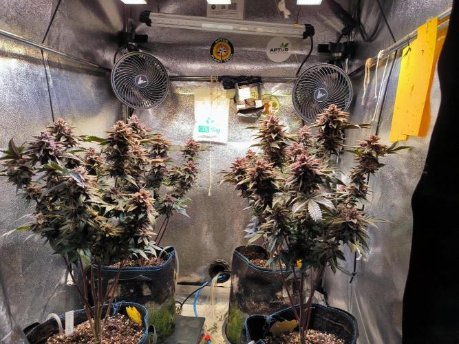 Colorado Nightshifter #11. Week 13