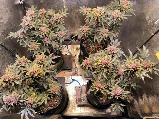 Colorado Nightshifter #11. Week 13