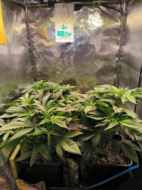 3 schöne strains. Week 4