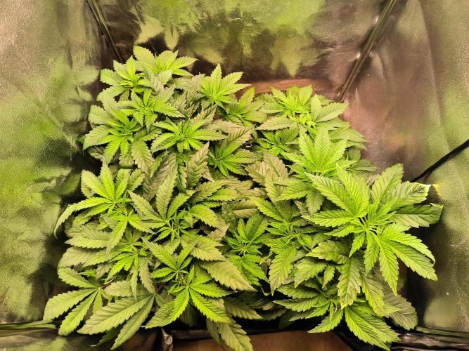 3 schöne strains. Week 4