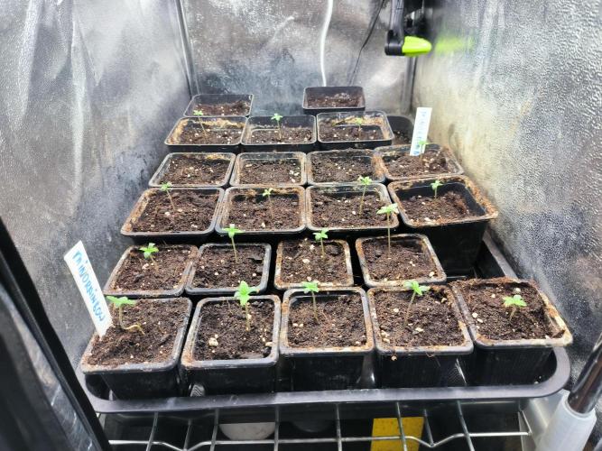 MINDRAINBOW. Week 0
