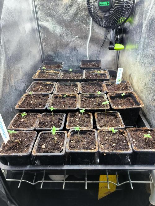 MINDRAINBOW. Week 0