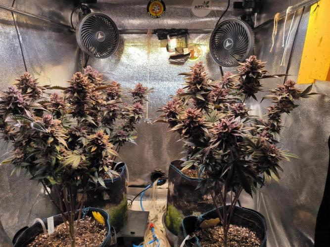 Colorado Nightshifter #11. Week 14