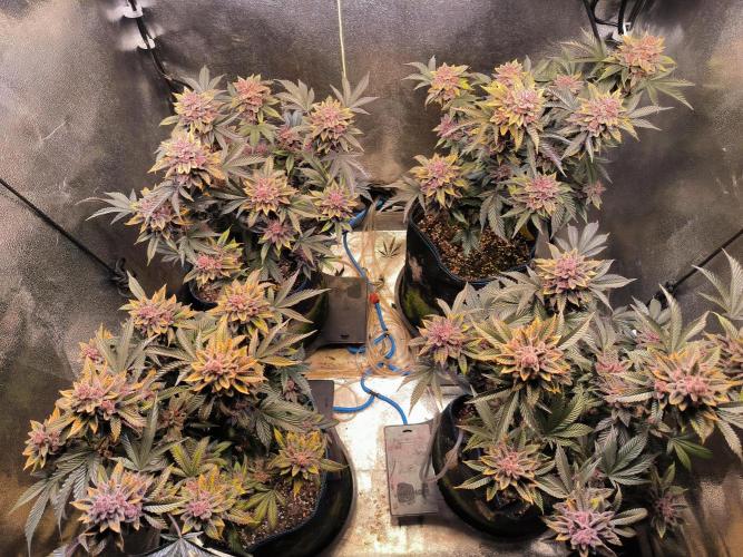 Colorado Nightshifter. Week 14