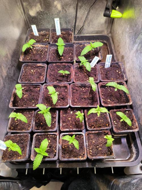 Strahle Genetics. Week 1