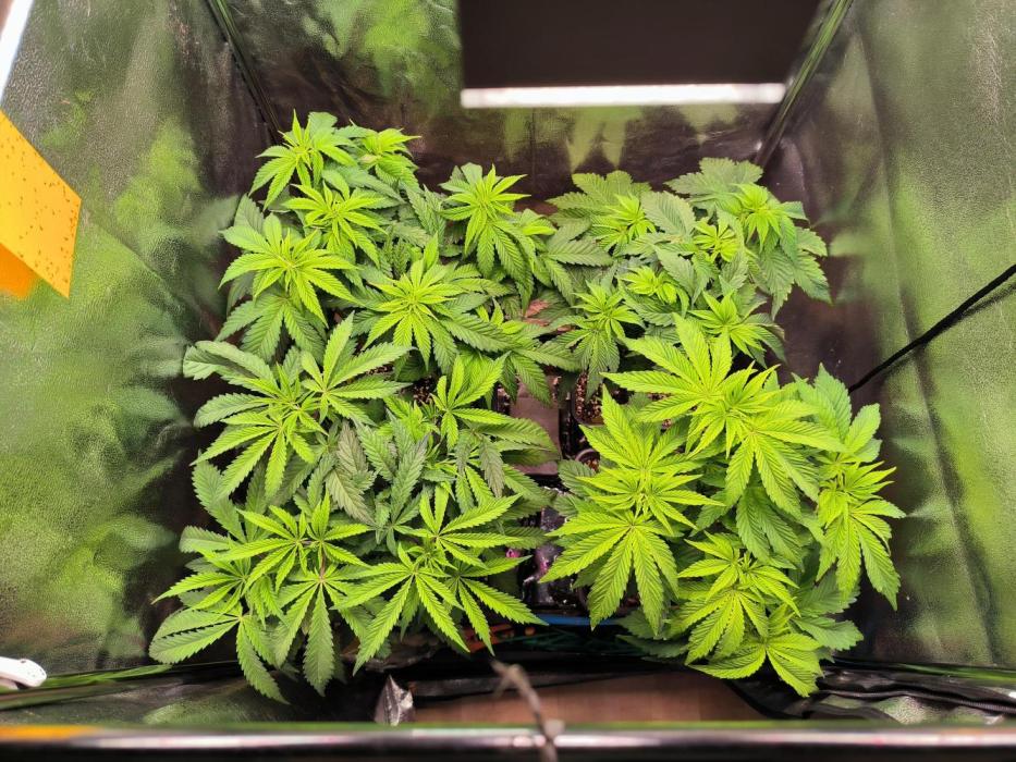 3 schöne strains. Week 5