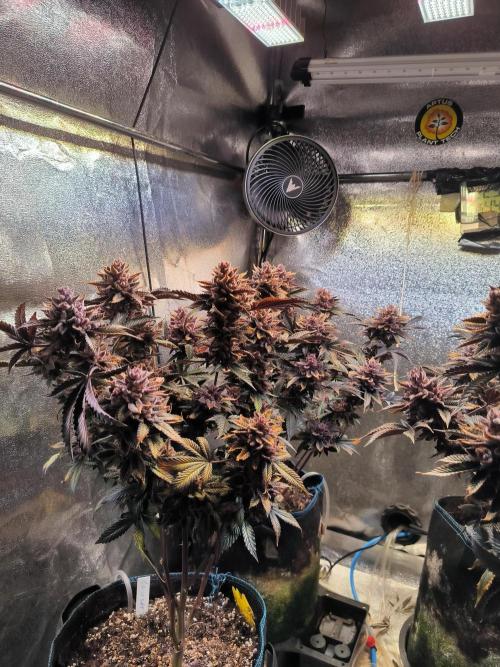 Colorado Nightshifter #11. Week 15