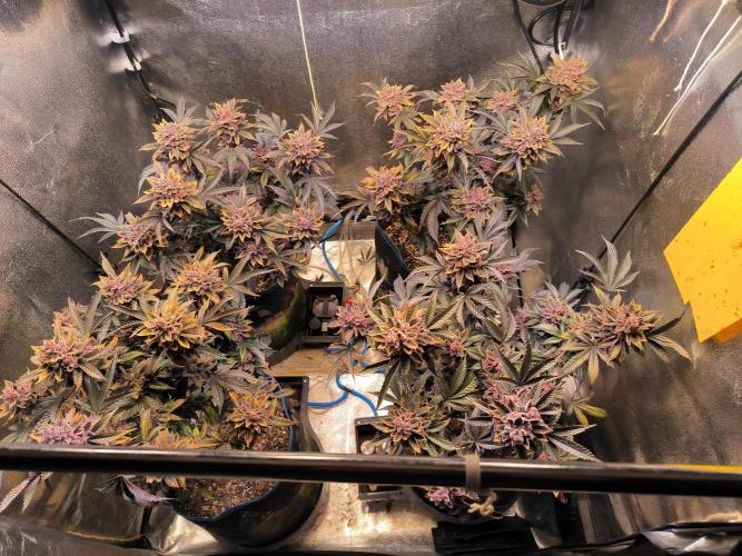 Colorado Nightshifter. Week 15