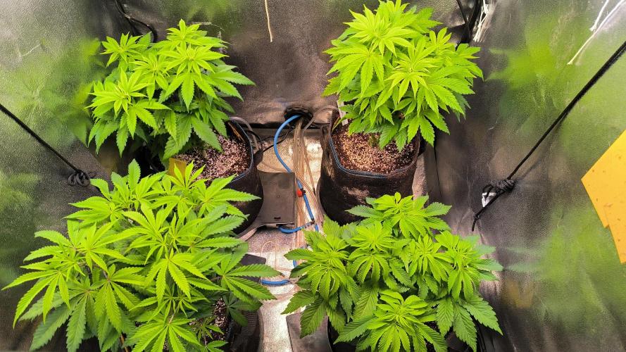 3 schöne strains. Week 6