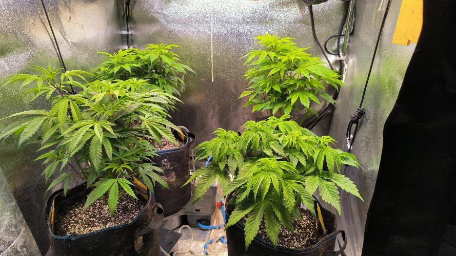 3 schöne strains. Week 6