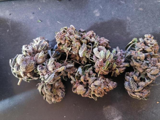 Colorado Nightshifter. Week 16