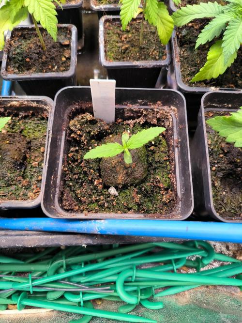 MINDRAINBOW. Week 2 - rqs medical mass