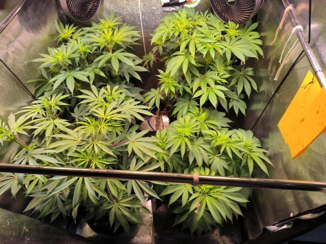 3 schöne strains. Week 7