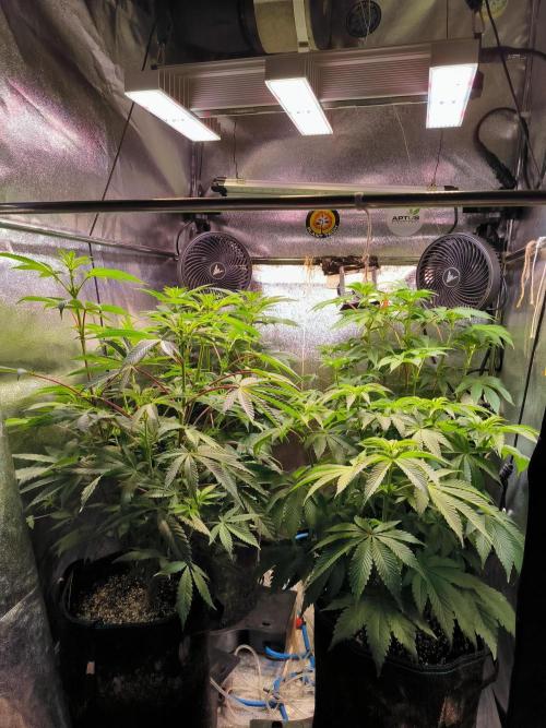 3 schöne strains. Week 7