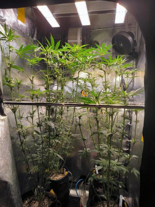 3 schöne strains. Week 9