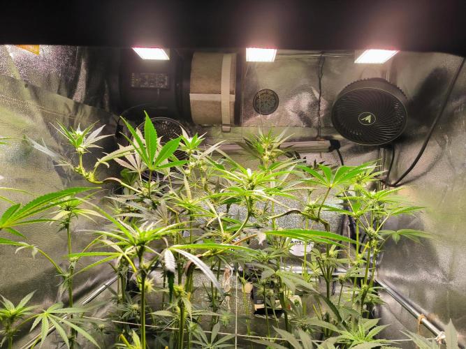 3 schöne strains. Week 9