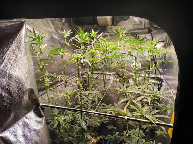3 schöne strains. Week 9