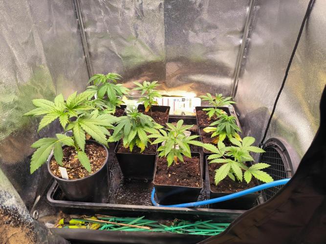 MINDRAINBOW. Week 4