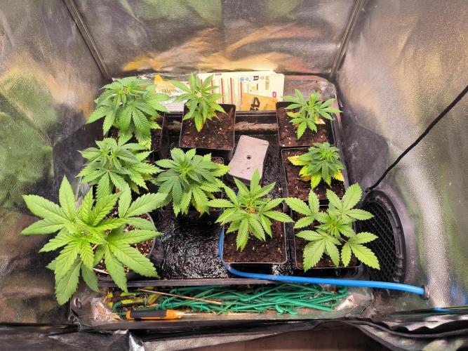 MINDRAINBOW. Week 4