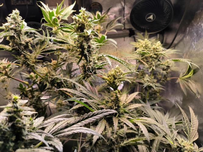 3 schöne strains. Week 12