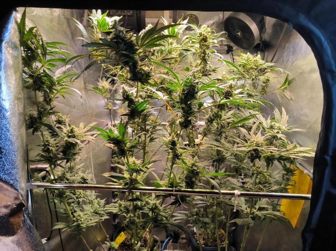 3 schöne strains. Week 12