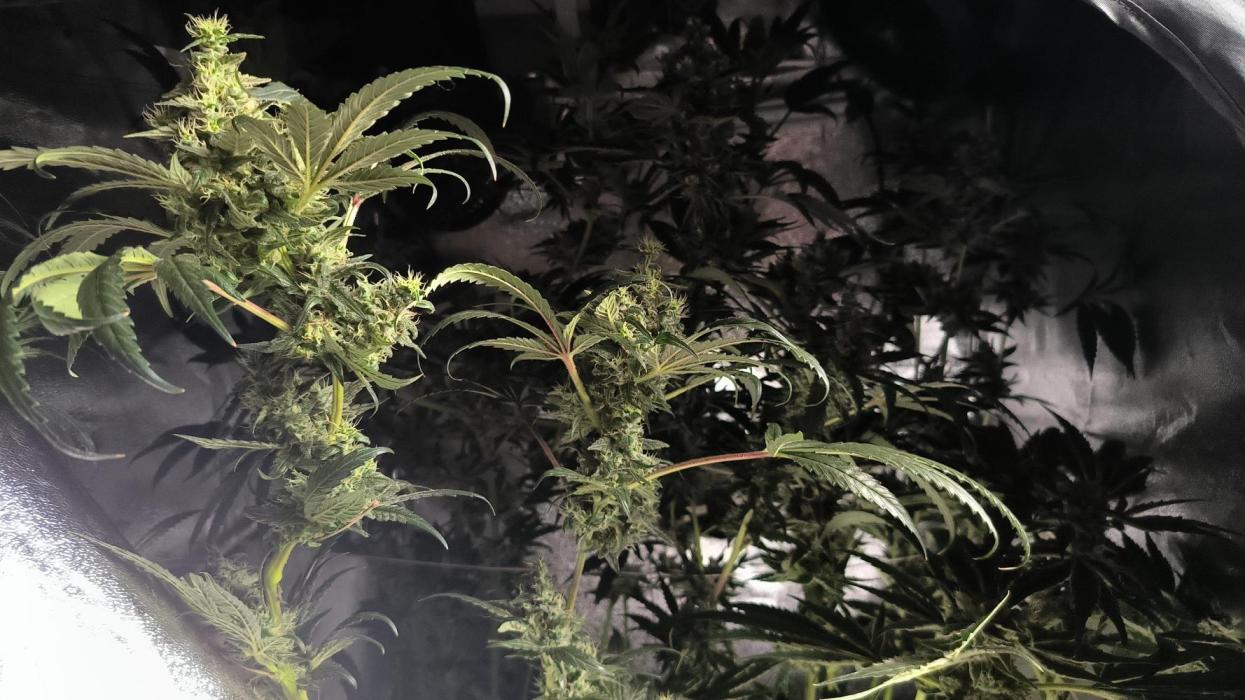 3 schöne strains. Week 3 - alles super gelaufen