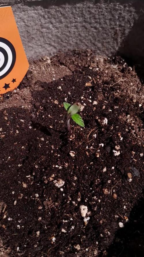 Babyyy BOOM Automatic!