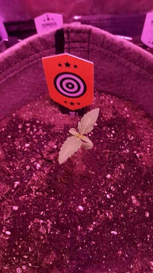 Babyyy BOOM Automatic!