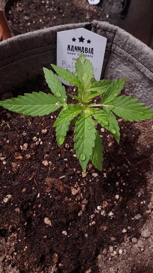 Babyyy BOOM Automatic!