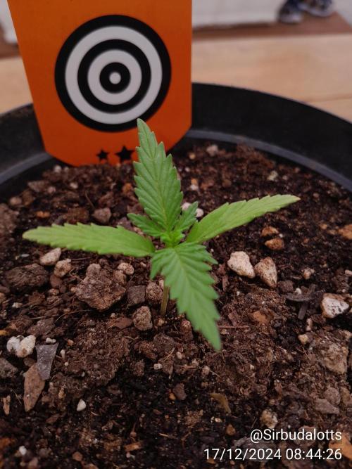 ZKITTLES AUTO. Week 1