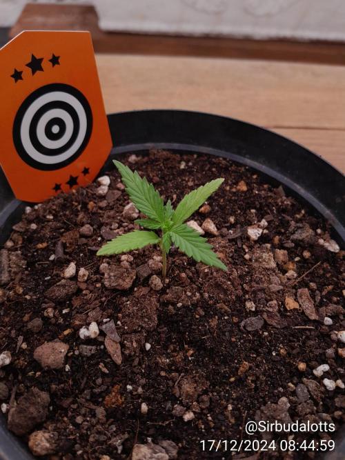 ZKITTLES AUTO. Week 1