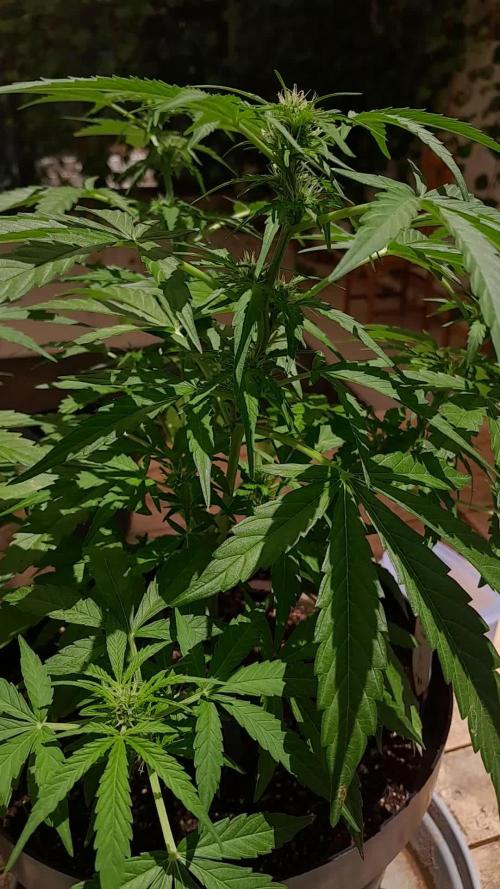 Babyyy BOOM Automatic!