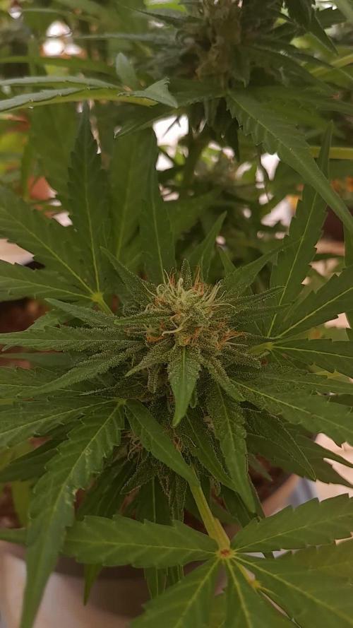 Babyyy BOOM Automatic!