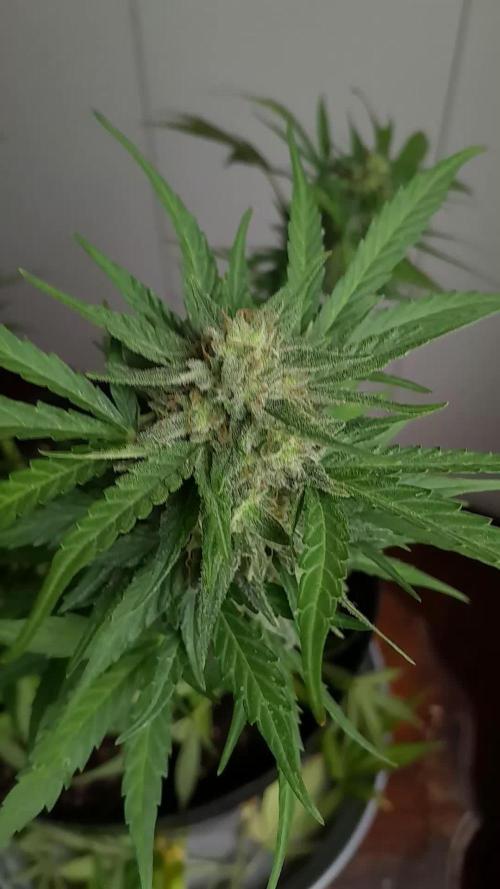 Babyyy BOOM Automatic!