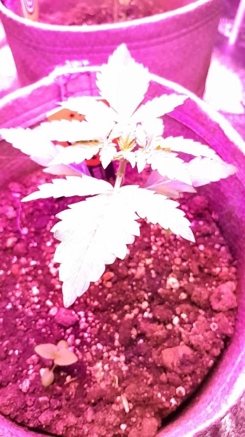 Purple Dream Auto