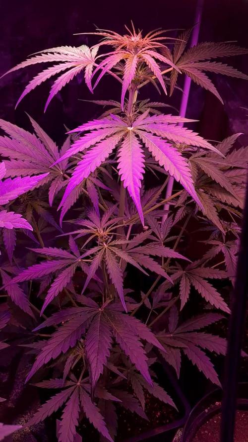 Purple Dream Auto