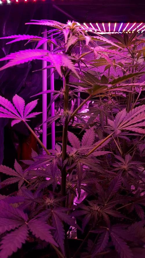 Purple Dream Auto