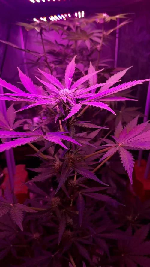 Purple Dream Auto