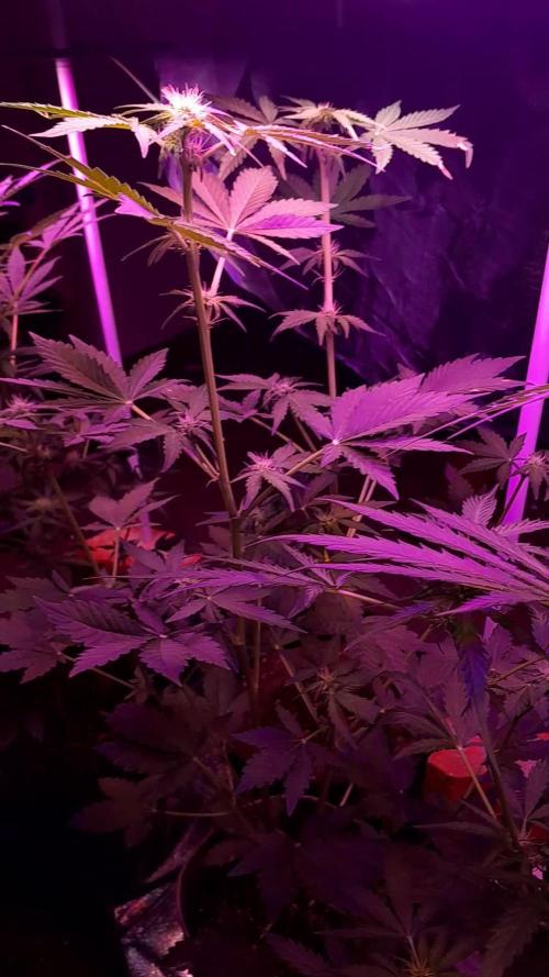 Purple Dream Auto