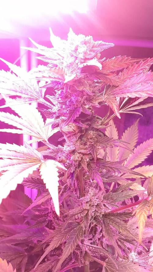 Purple Dream Auto
