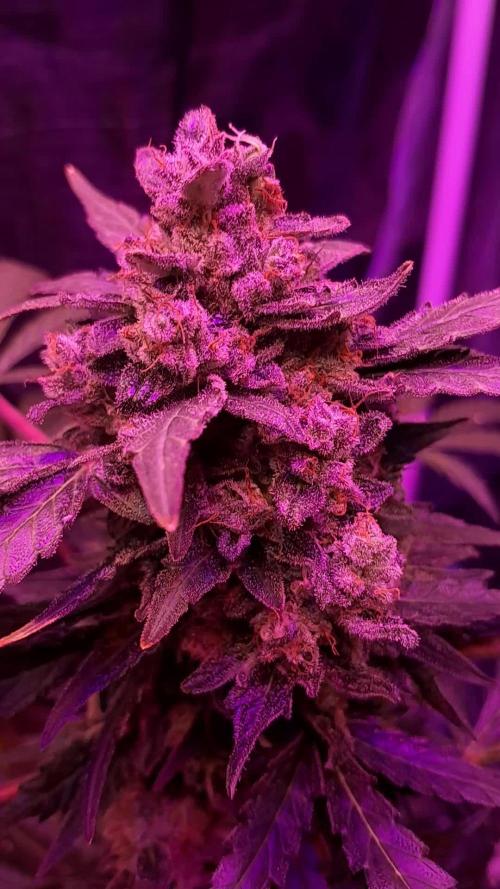 Purple Dream Auto