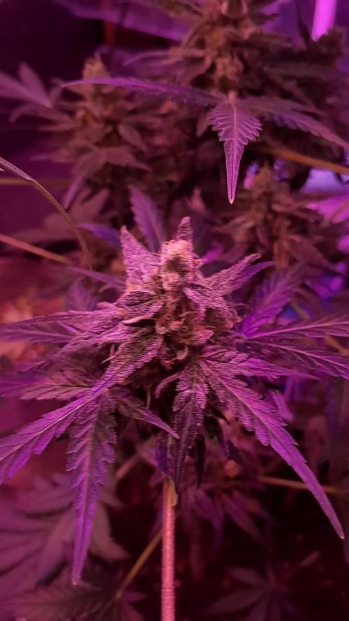 Purple Dream Auto